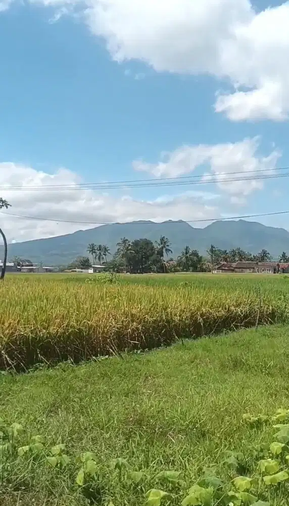 Tanah Sawah Samping Perumahan di Limbangan