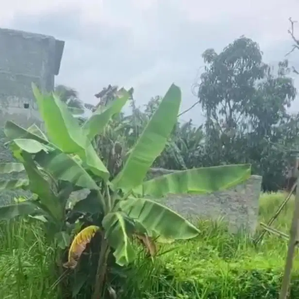 Dijual Tanah Strategis Luas Jambe Tigaraksa Cikupa