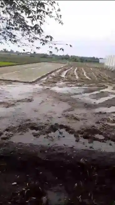 Lahan industri  3 HA harga 550 ribu permeter di Kesamben,  Jombang