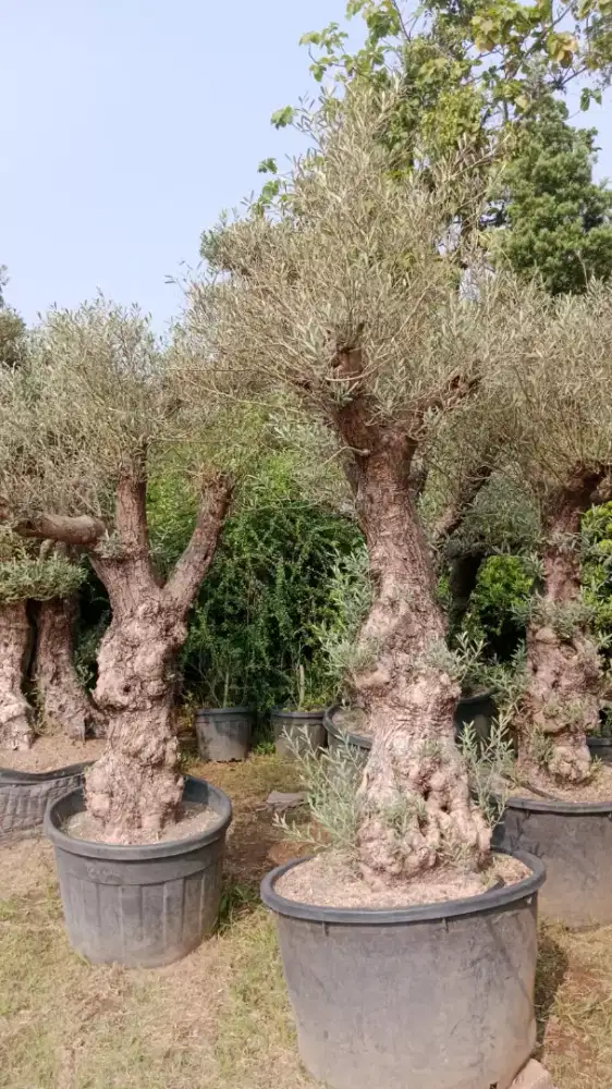 Jual pohon zaitun olive tree