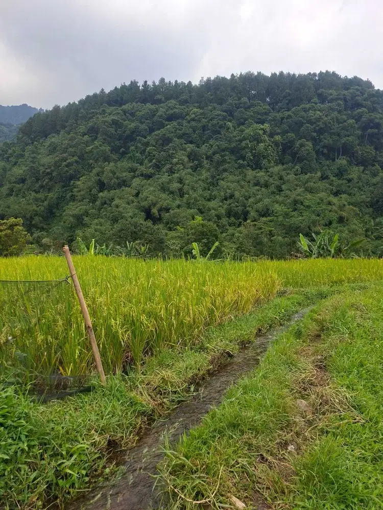 di jual tanah kebun subur dan kolam ikan di sukajaya bogor