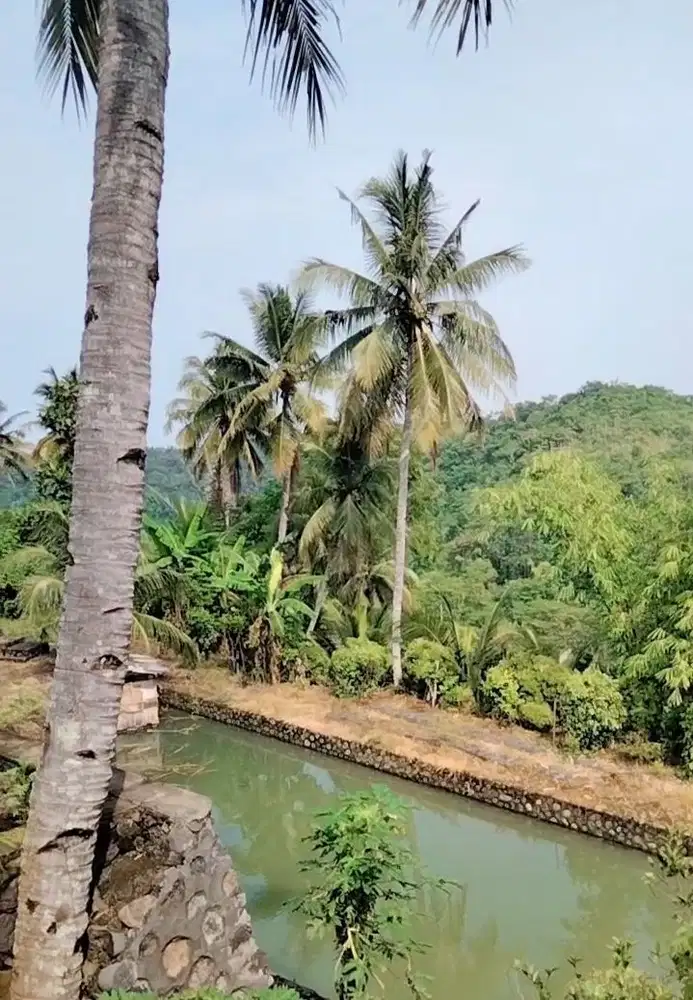 Jual Murah 19H,2H SHM,Ribuan Pohon kayu,Sawah,Villa,View Laut.