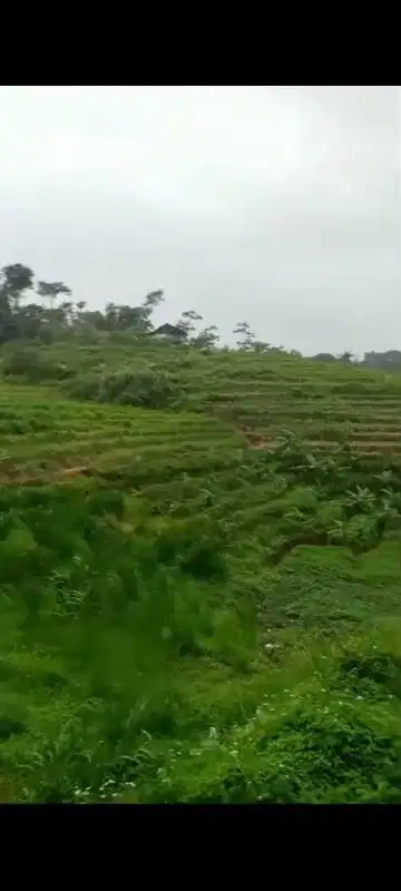 Lahan pertanian 7000 m2 harga 450 ribu permeter di Pungging, Mojokerto