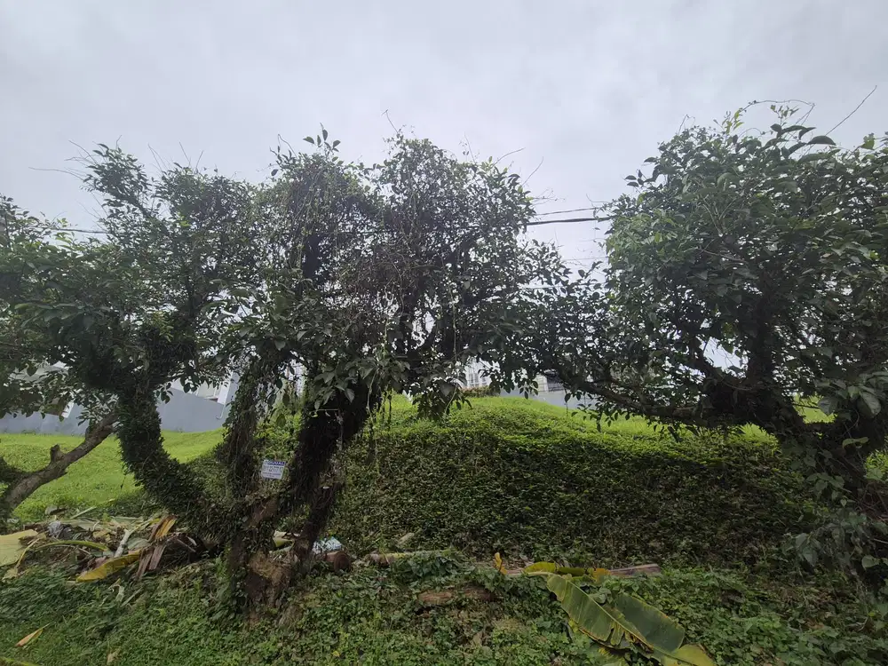 Jual Cepat, Kavling Berlokasi Di Kawasan Tenang Pondok Hijau, Bandung