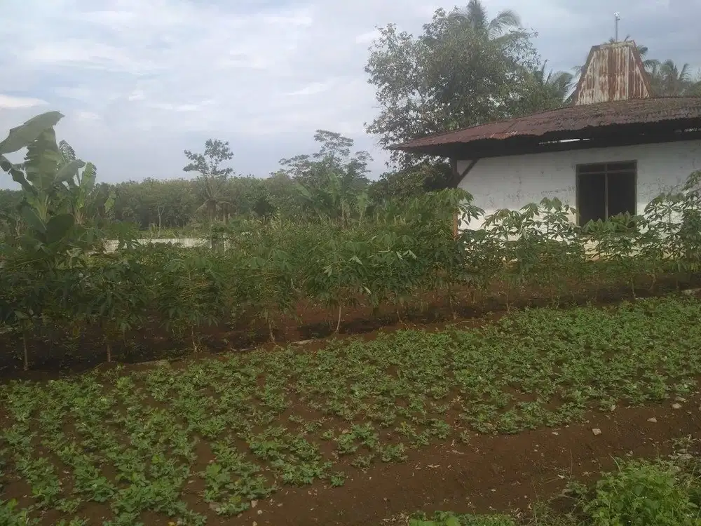 Disewakan tanah dekat Unwahas, Samping Keboen Dalem & Homestay