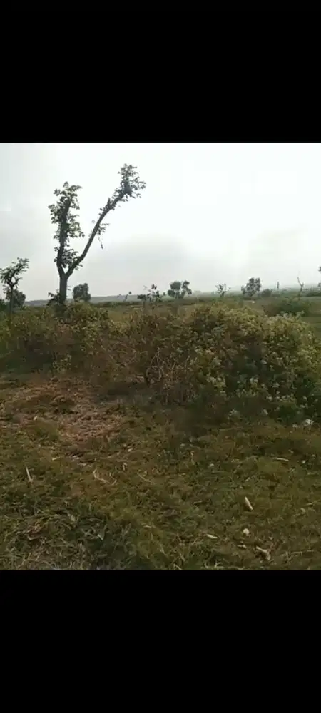 Lahan usaha luas 10 HA harga 400 ribu permeter di Jatikalen, Nganjuk