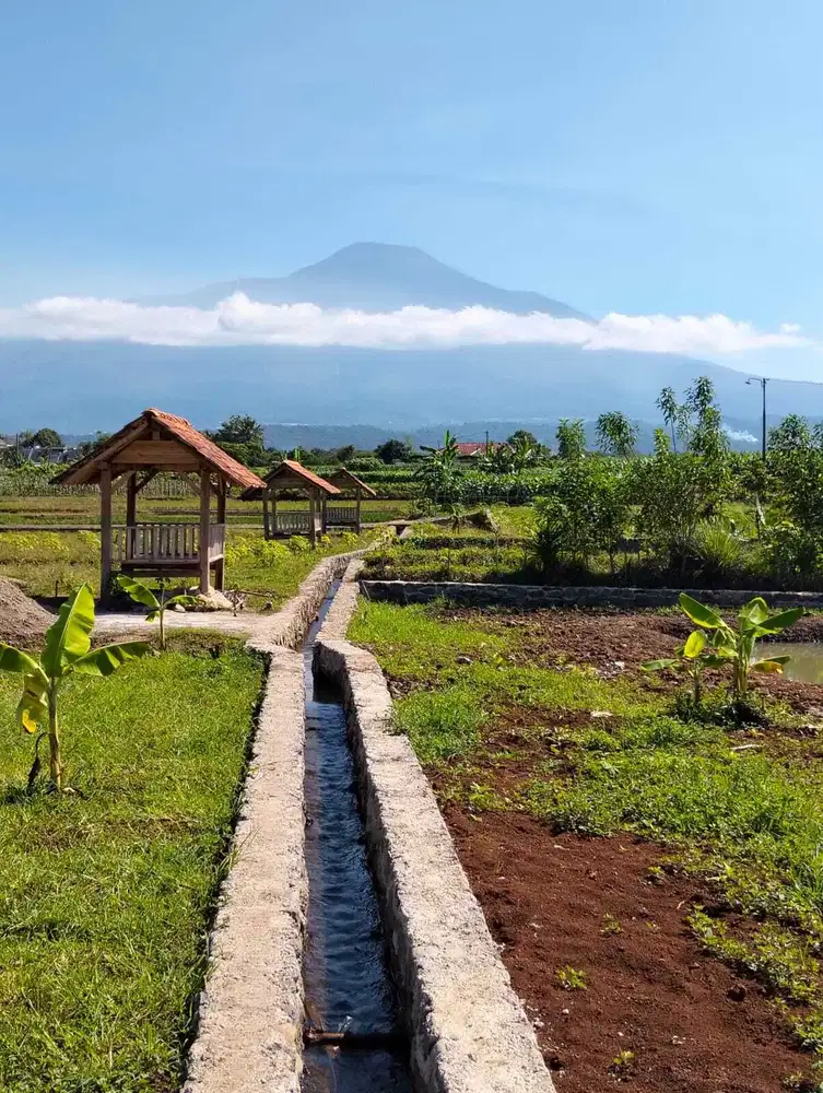 TANAH TERLARIS PURWOKERTO FREE SHM