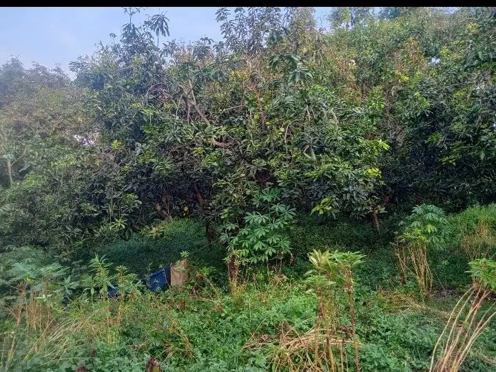 Lahan kebun mangga luas 920 m2 harga 120 juta di Rembang, Pasuruan