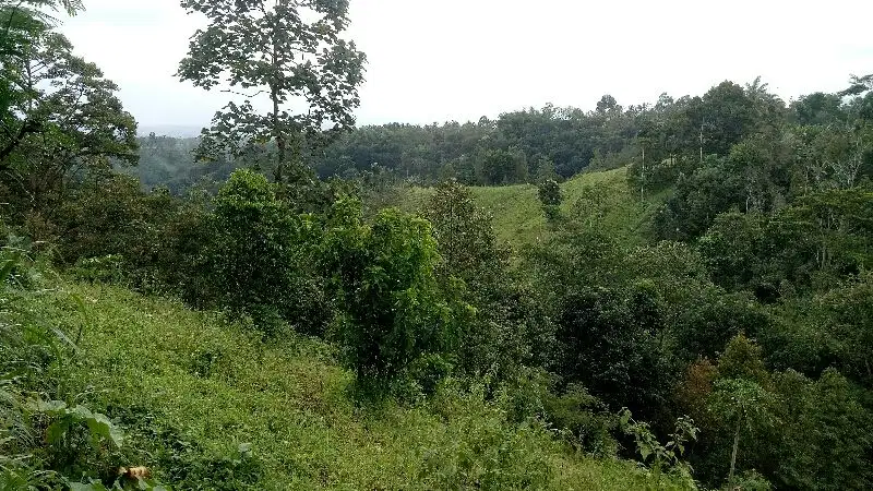 Kebun Durian Kopi Alpukat  Tumpang Malang