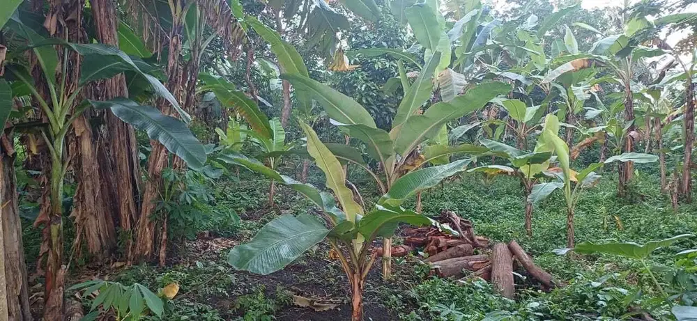 Tanah Strategis Sentral Ubud Dekat Pison