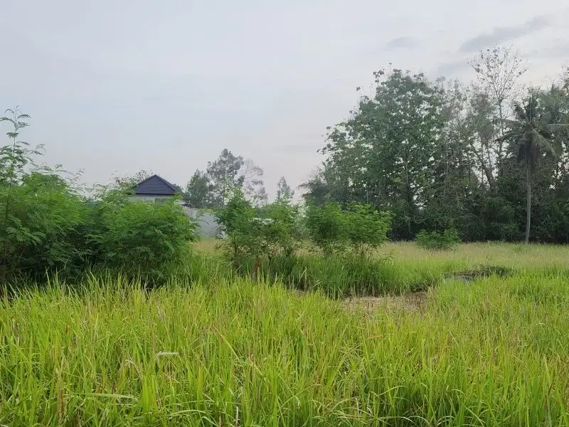 Tanah datar di Ubud cocok untuk villa pribadi atau komersil