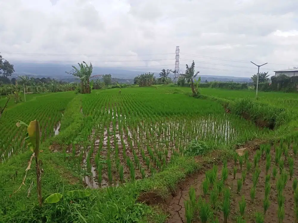 di jual tanah sawah produktif berikut rumah di Cicurug sukabumi