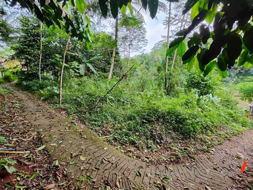 Tanah kebun siap untuk diolah menjadi produktif