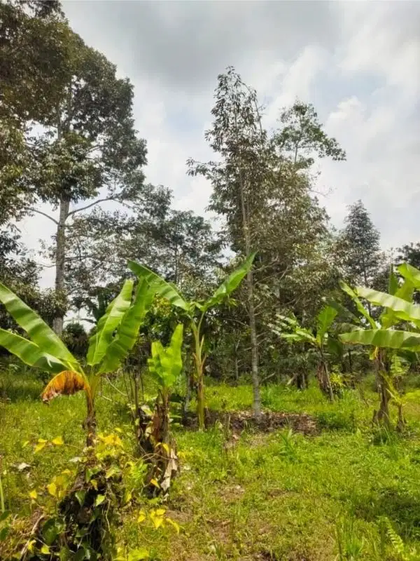 Tanah kontur datar bonus pohon durian, Boleh ambil 4000m2