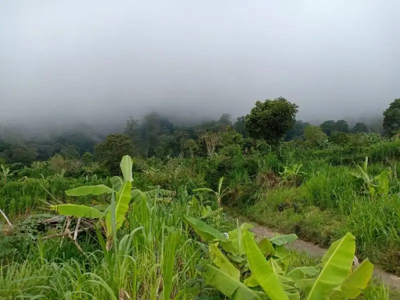 Tanah kawasan sejuk dan alami di daerah danau Bedugul, Buleleng