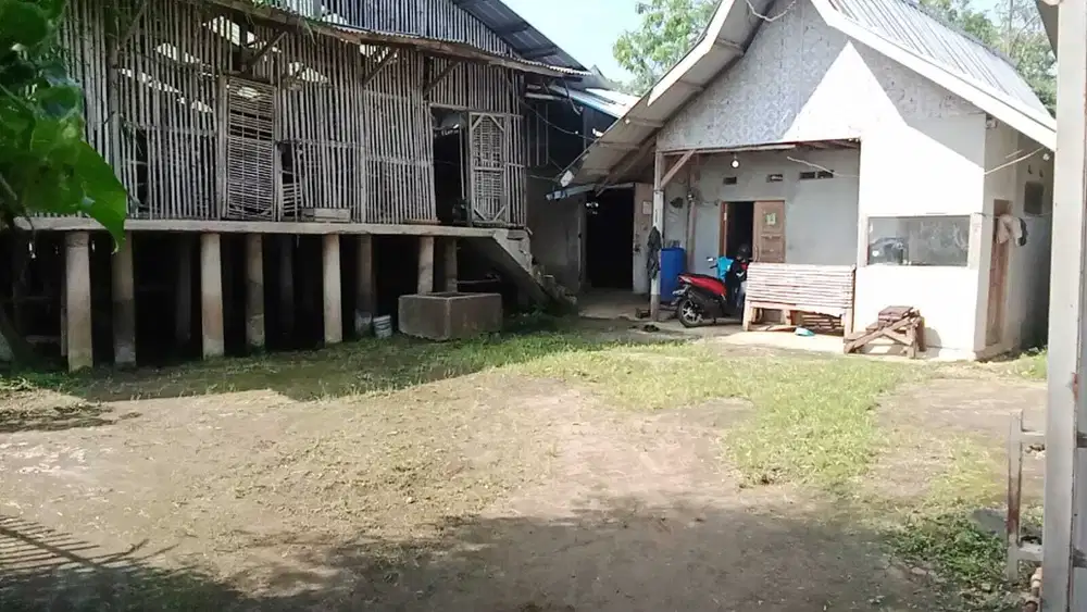 Jual Cepat Ex Peternakan Ayam Petelur Ciparay