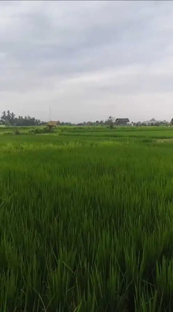 Tanah View Sawah Sukawati Ubud Sisa 1 Unit Saja