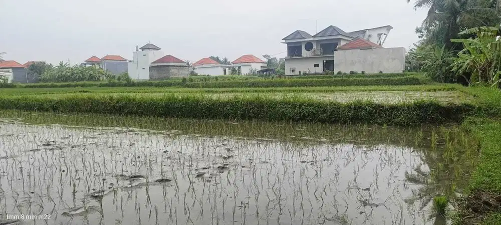 Tanah View Hamparan Sawah Dekat Sentral Ubud 500m2