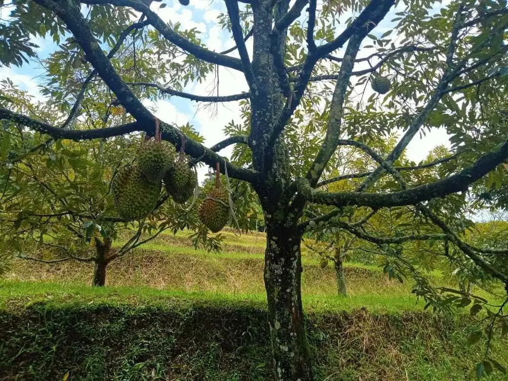 di jual lahan kebun durian di caringin bogor