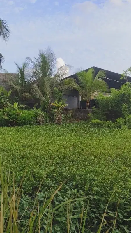 Tanah Strategis View Jungle di Ubud, Cocok untuk Villa Pribadi