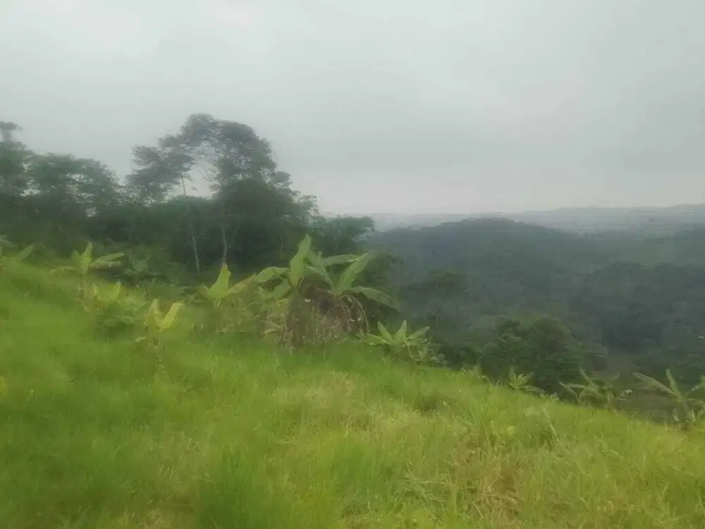 Lahan luas bagus untuk imves usaha ternak