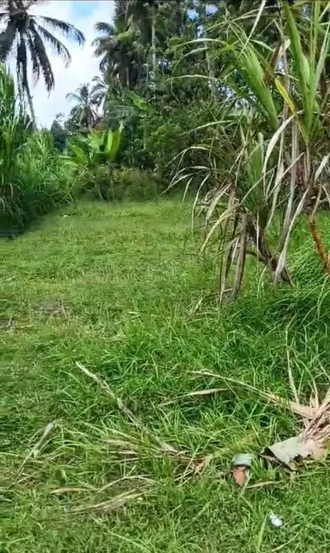 Tanah kecil view sawah di Ubud, akses jalan 4 meter