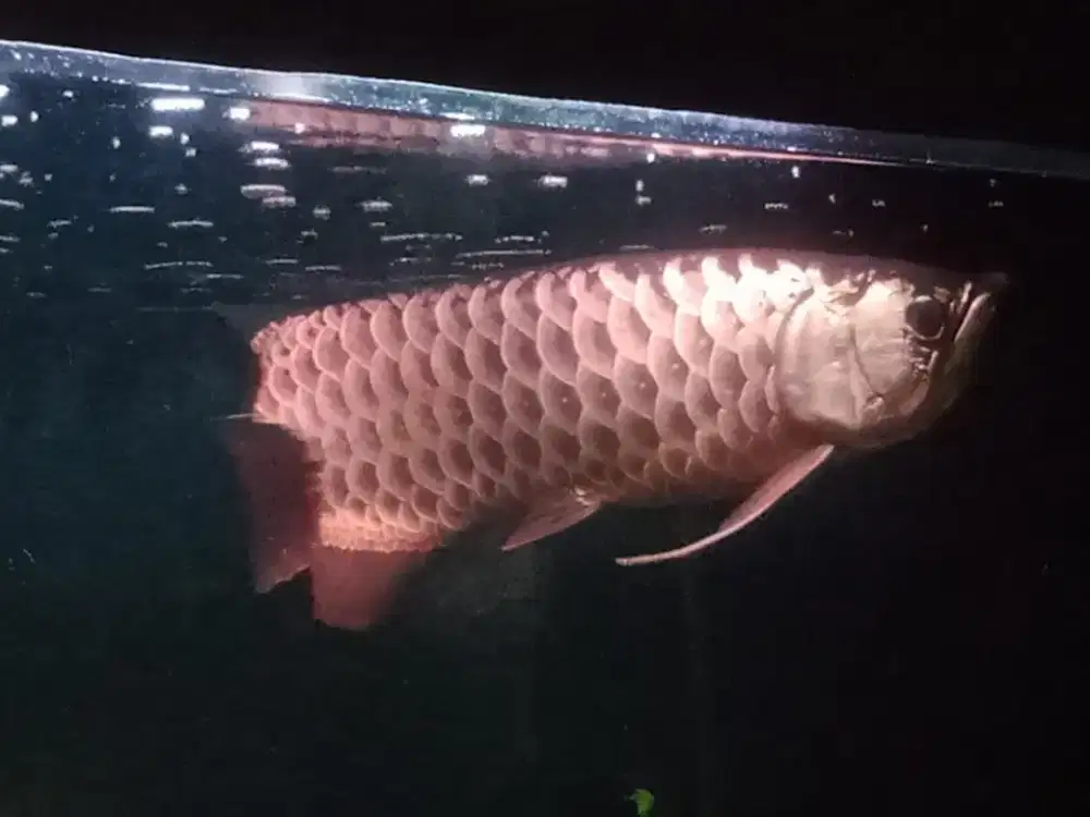 Ikan arwana golden red sumo gold head -+50cm sertifikat chip NEGO