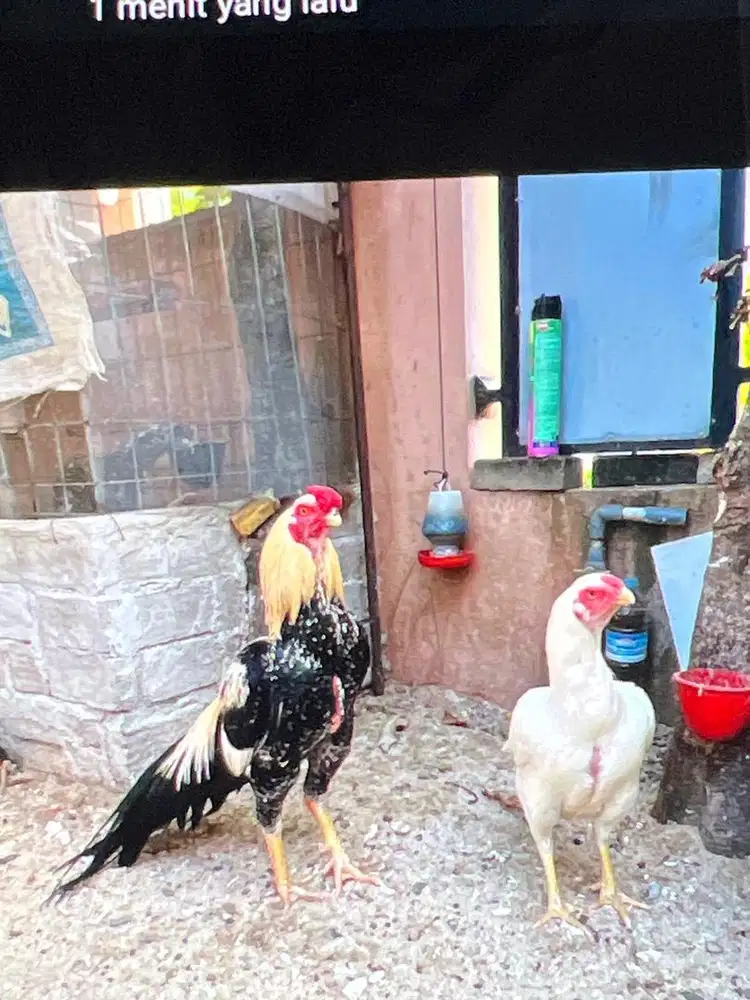 Di jual ayam hias aseel parot