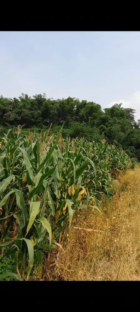 Lahan pertanian luas 1,1 HA harga 125 ribu permeter di Pacet,Mojokerto
