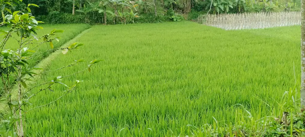 Di jual Sawah Langsung bisa di , Kp. Empang, Campaka - Cianjur Selata