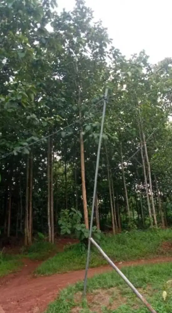 Tanah produktif dijual murah sudah ada pohon jati