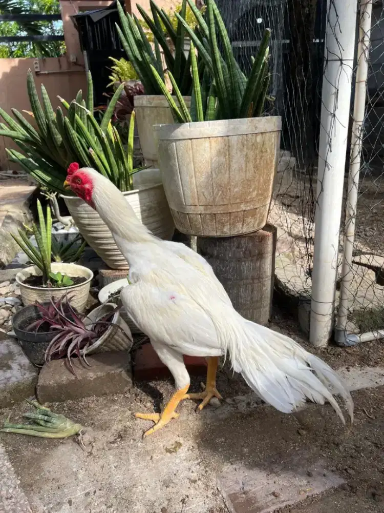 Di jual ayam hias