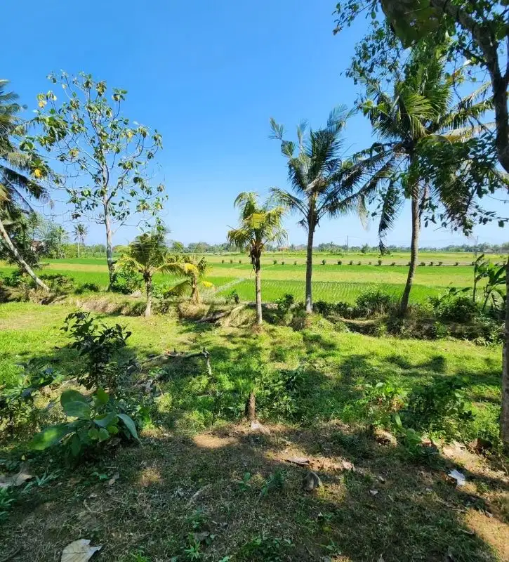 Tanah full view hamparan sawah di tabanan, 10 menit ke Canggu