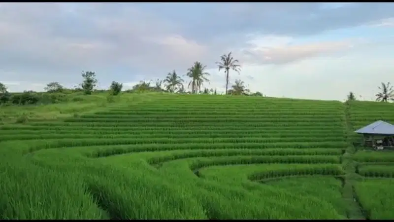 Tanah Impian Anda, View Laut, Sawah & Gunung di Tabanan