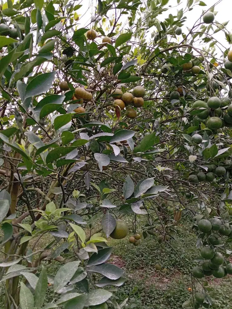 Kebun Jeruk Produktif Poncokusumo Malang