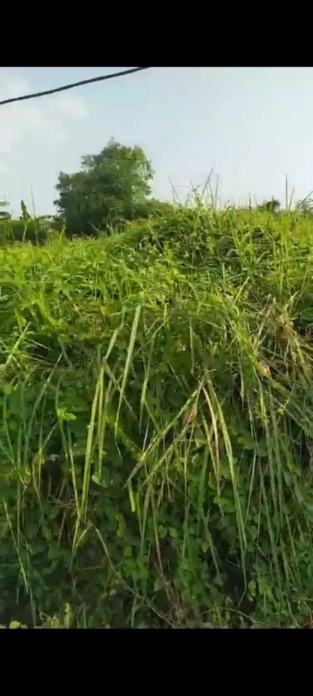 Lahan industri luas 7000 m2 harga 850 ribu permeter di Sidayu, Gresik