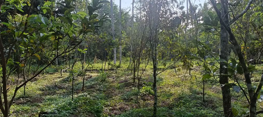 Kebun jeruk durian alpukat jatinan malang