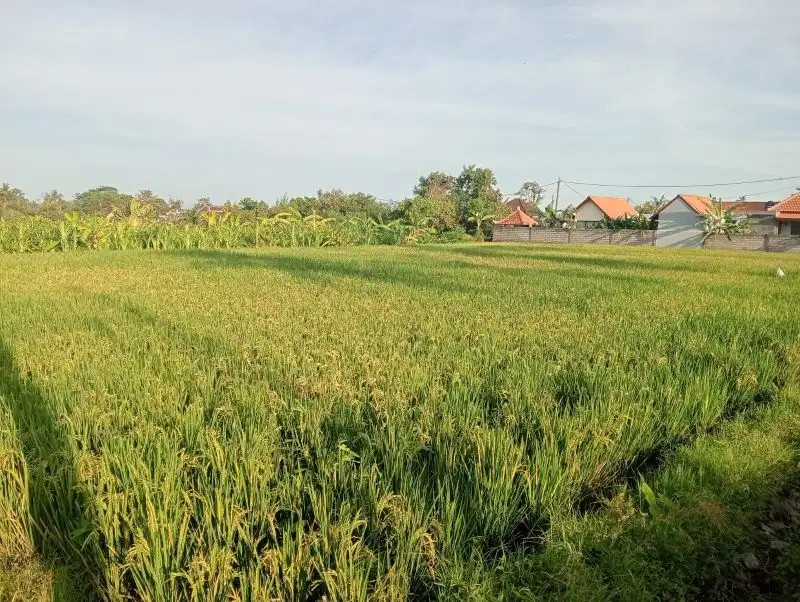 Murah, Tanah kontur datar di Ubud akses jalan 8 meter