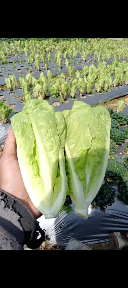 Dicari tenaga kerja untuk packing sayur