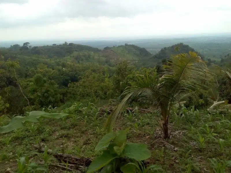 DIJUAL: KEBUN DAN KAVLING NUANSA KAMPUNG SUNNAH