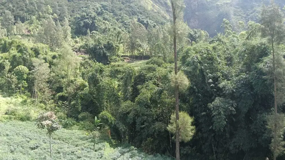 Lahan wisata 4 HA harga 250 ribu permeter di 17 km dari Gunung Bromo