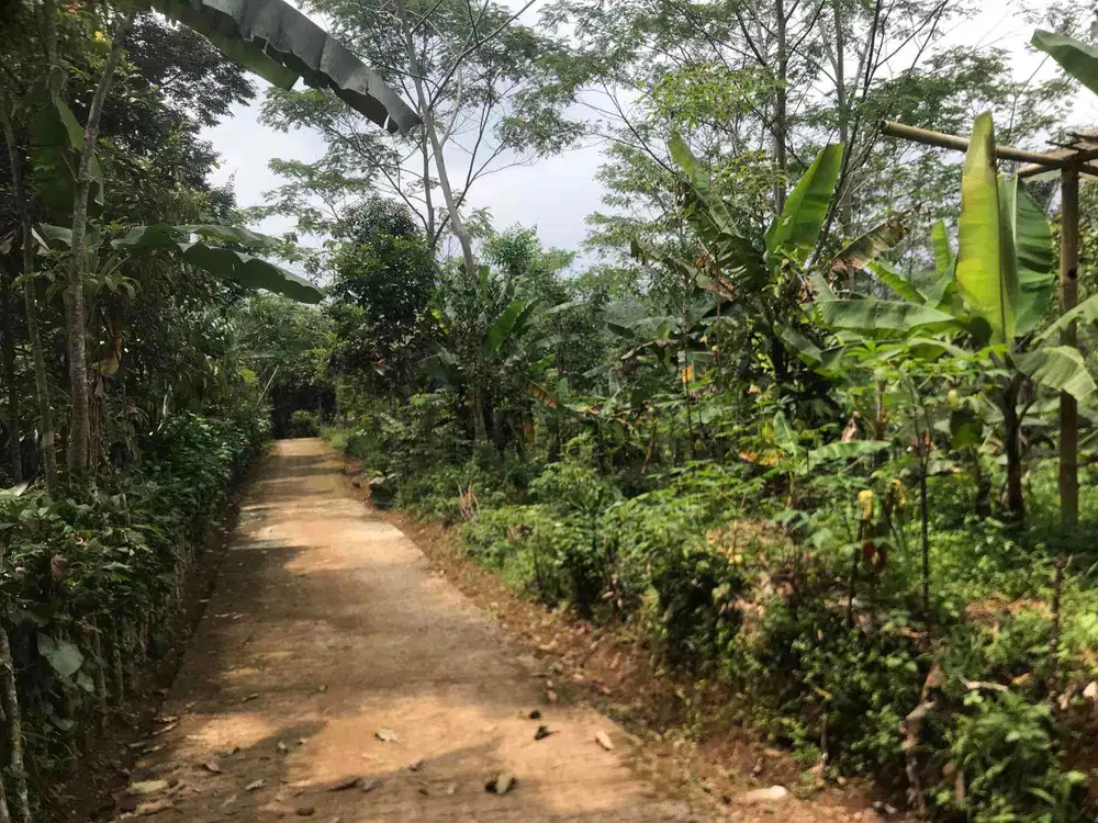 Di Jual Murah Tanah Kebun ,Cocok Untuk Ternak