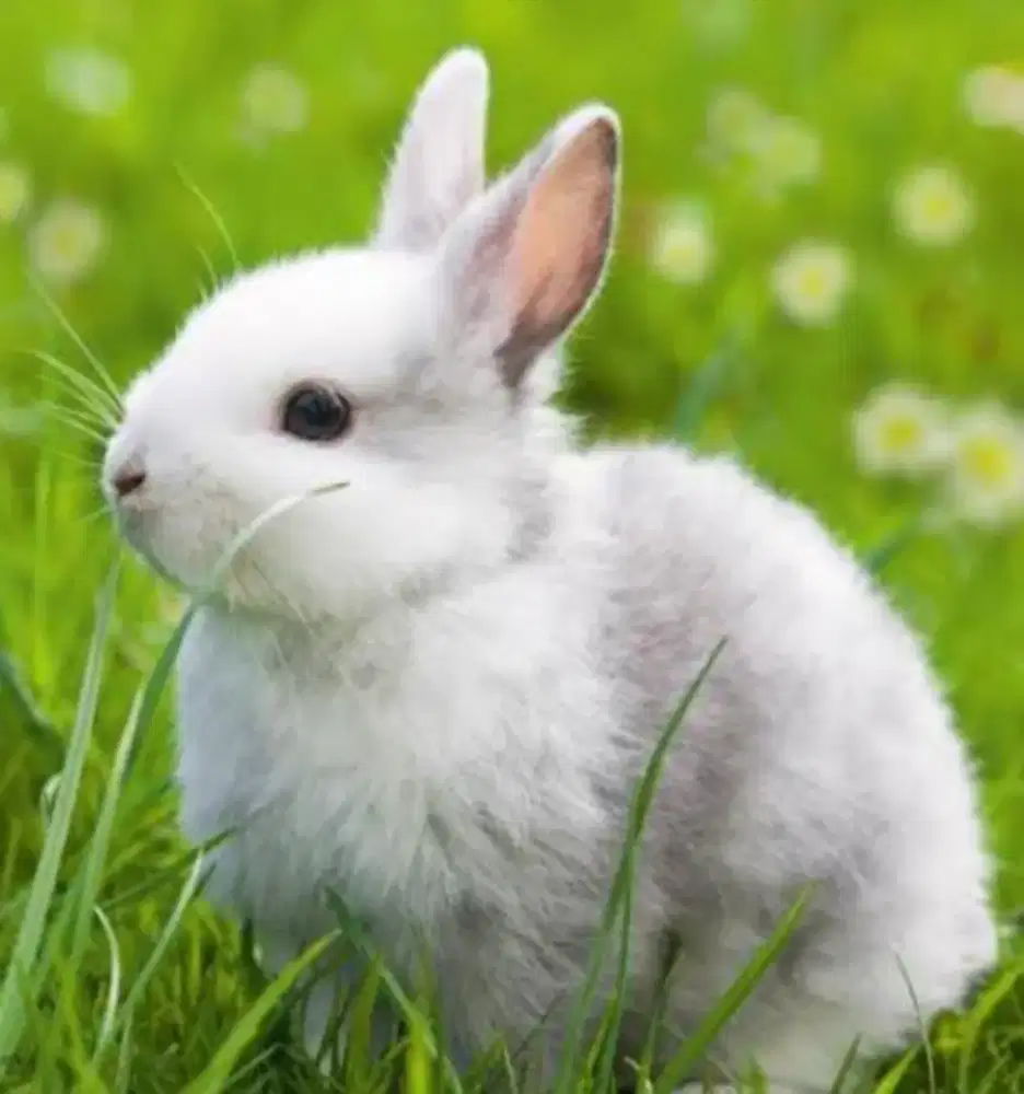 Kelinci lokal sapihan