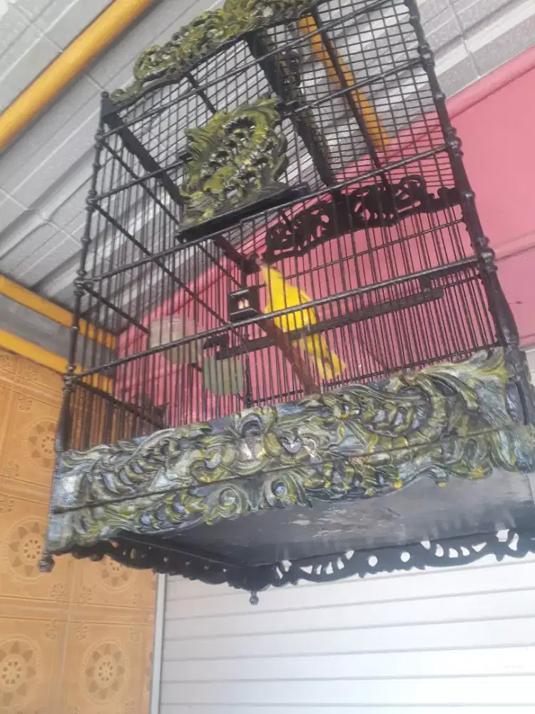 Kepodang trotol lokal sumabawa