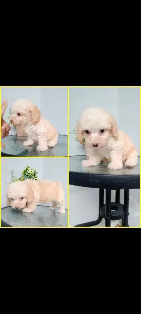 Anjing apricot tinny poodle