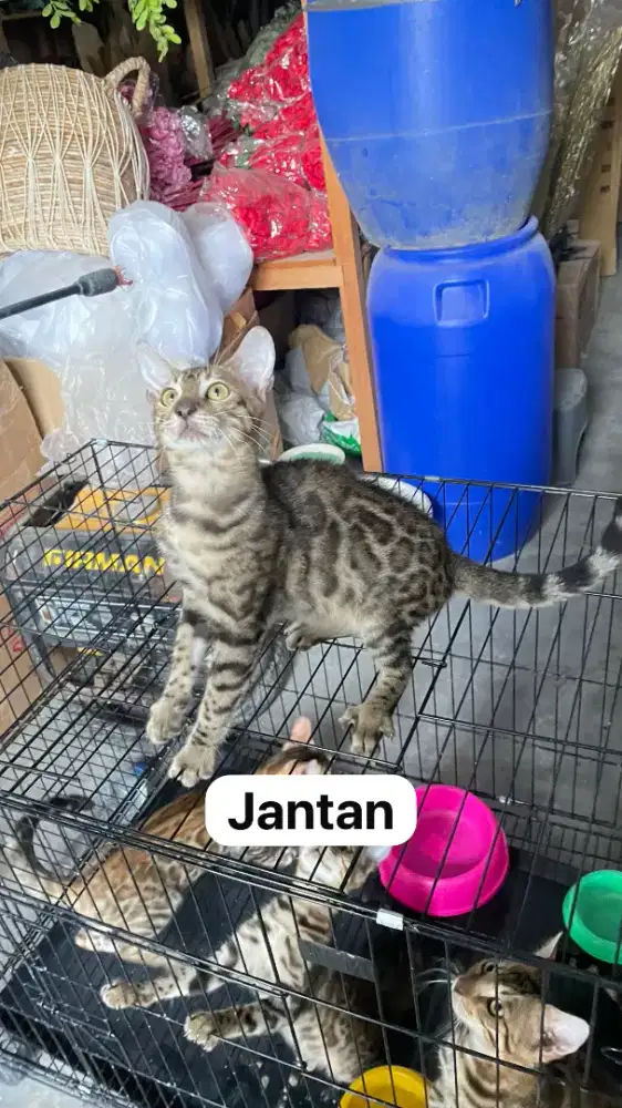 Kucing Persia campuran