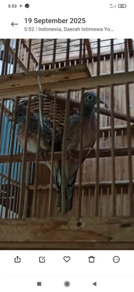 Indukan perkutut bangkok