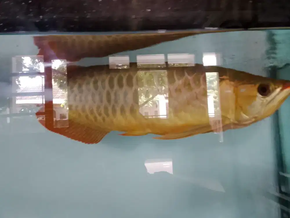 Ikab Arwana Super Red !