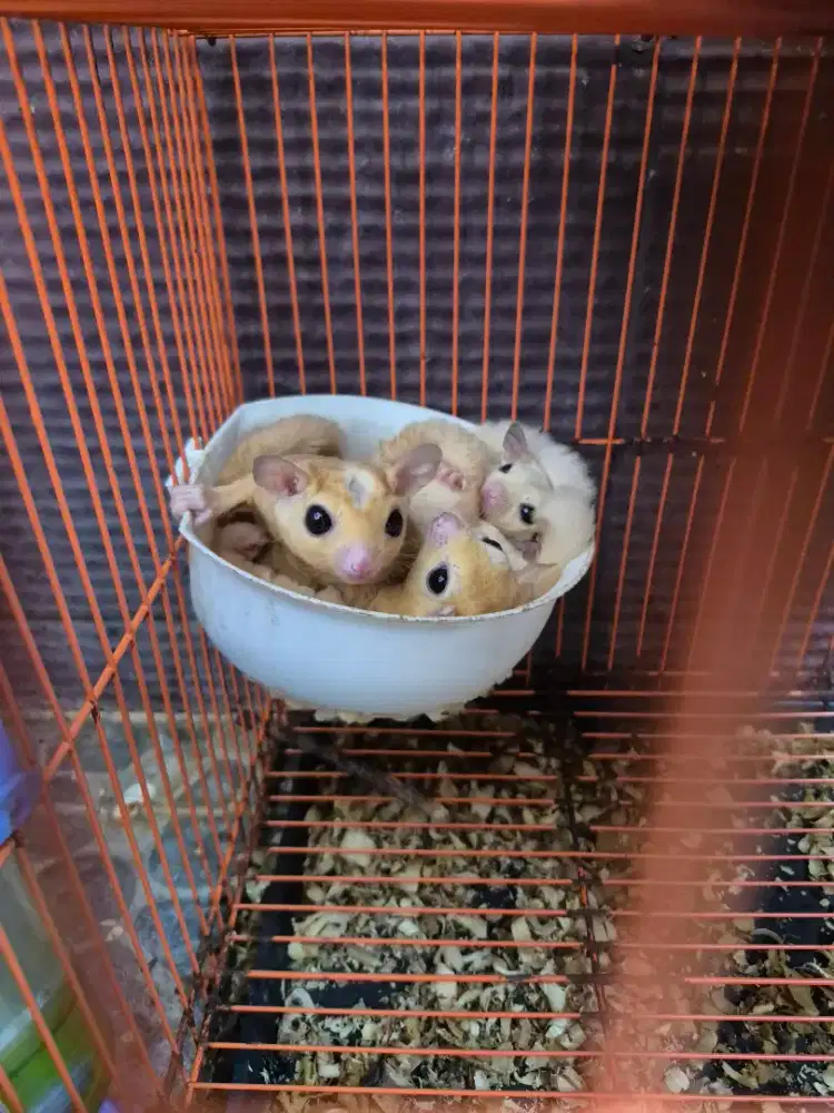 Sugar Glider Leucistic Borongan
