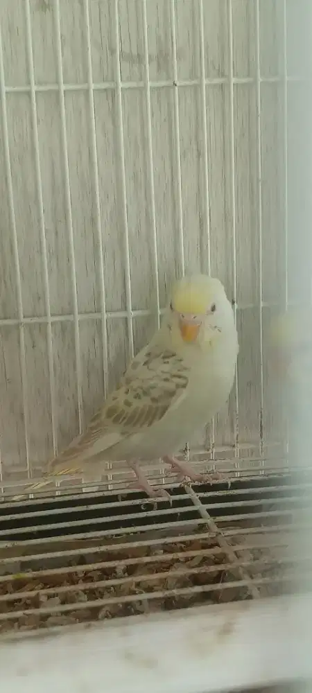 parkit australia red eye